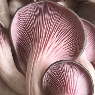 Miracle Winter Oyster, shall we call it Pink Floyd Oyster?