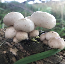 Porcelain Fungus (Mucidula mucida), Mycobee Library No.76