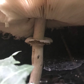 Shaggy Parasol (Chlorophyllum rhacodes), Mycobee Library No.37