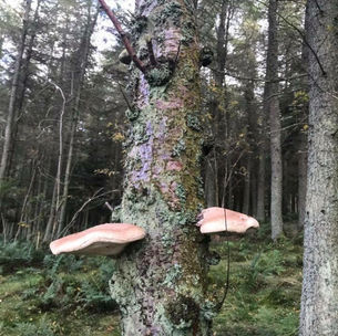 Birch Polypore (Fomitopsis betulina), Mycobee Library No.27