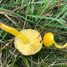 Butter Waxcap (Hygrocybe ceracea), Mycobee Library No.62