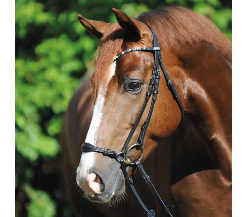 Thumbnail: Bridle Fiala - Kavalkade