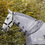 Thumbnail: Fly rug neck part Comfort - Waldhausen