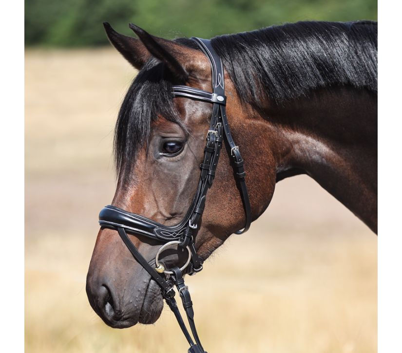 Thumbnail: Bridle Ivy Plus - Kavalkade