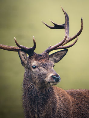 WILDLIFE