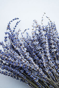 FrenchLavender.jpg