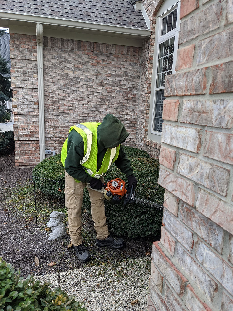 Hedge Trimming