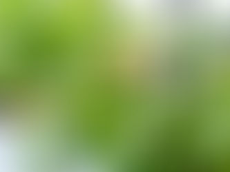 Reasons to Add Plants to Your Workspace for Better Air Quality and Wellbeing