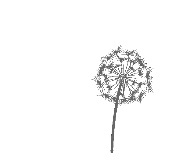 dandelion 1 inverso.gif