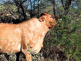Rangeland Booklet 2022 - ENGLISH FINAL_page36_image4.png