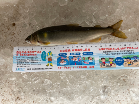 8/9トマト出荷場下