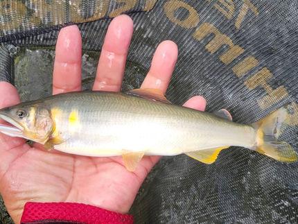 23.5センチ120ｇ  7月26日