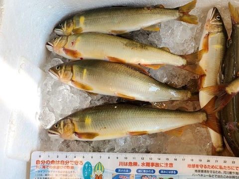 昨日の釣果