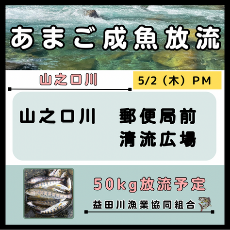 あまご成魚放流　2024.05.02