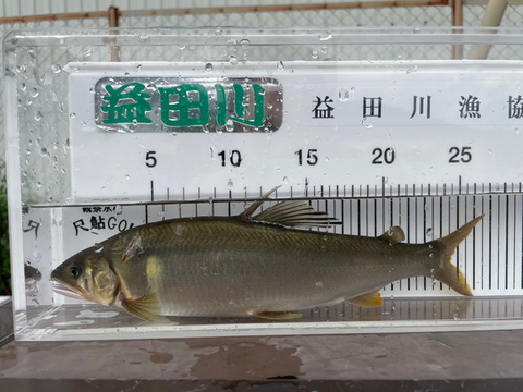 8/30昨日の釣果