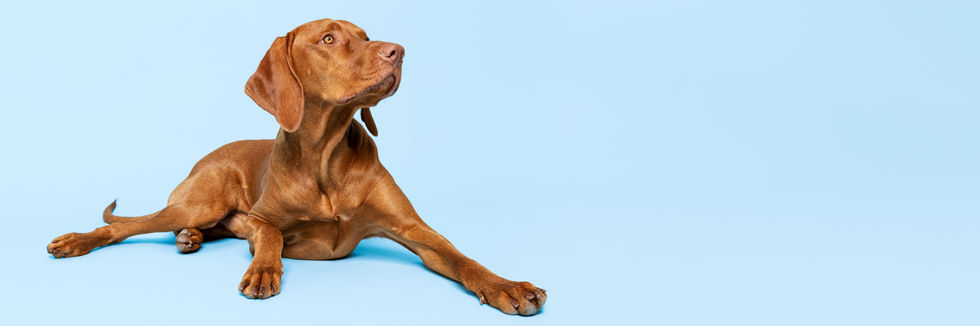 Dog Portrait
Dog Photography