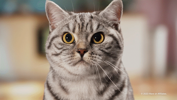 Whiskas : Purr More