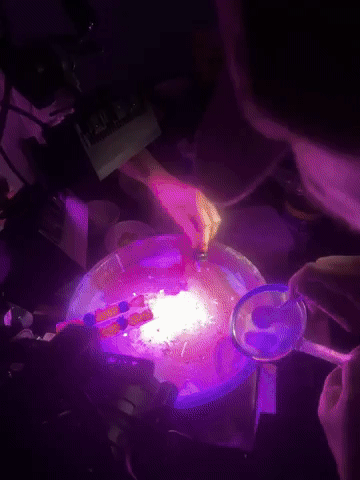 gif (26).gif