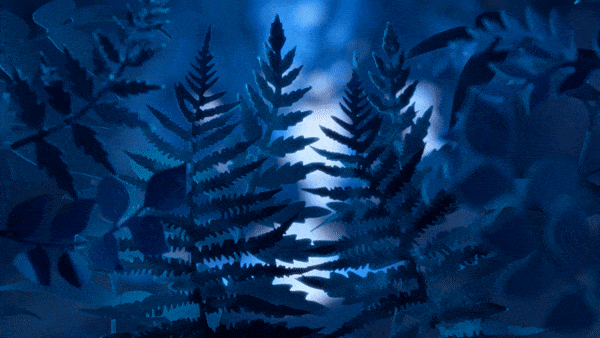 Chester Zoo : Lanter & Lights