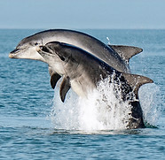 Dolphin003 credit Jonathan Evans_edited.jpg