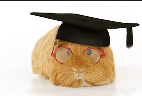 Graduating Cavy.png
