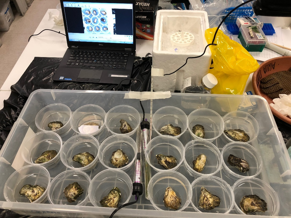 New technologies to Improve Sydney Rock Oyster breeding and production