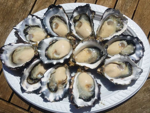 Government bailout for Tasmanian oyster farmers struggling after POMS outbreak