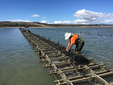 2014 breeding season successfully concluded