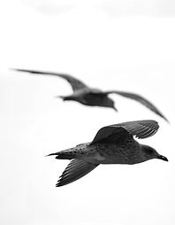 a couple of birds flying through a blue
