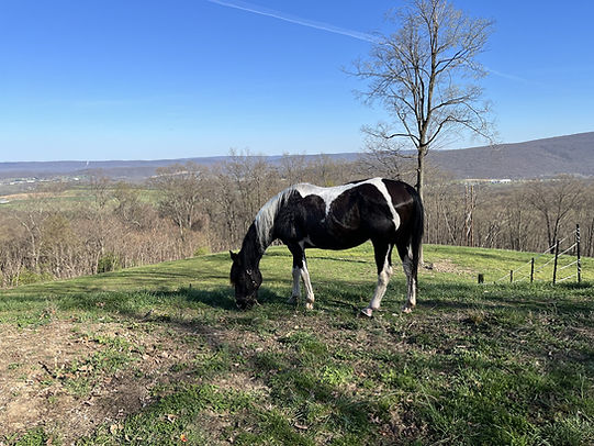 Black and White Horse.jpg