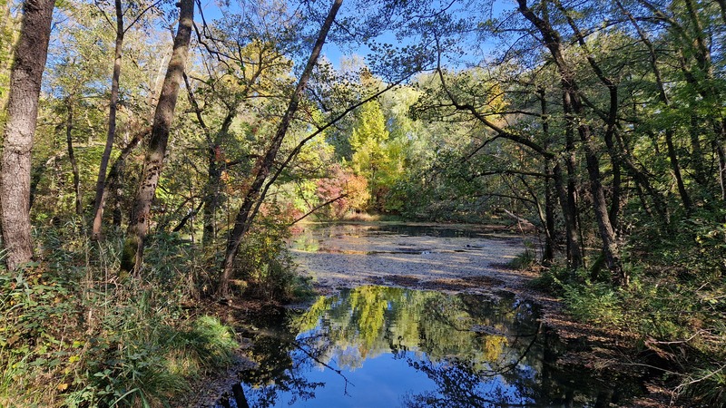 mocsar; tatai fenyes tanosveny