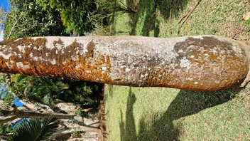 Ekcémát elmulasztó fanedv, Pamplemousses botanikus kert, Mauritius