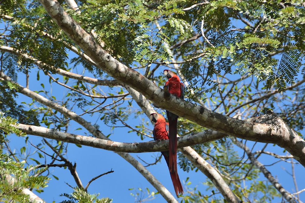 Two red and blue macaws sitting on tree branches