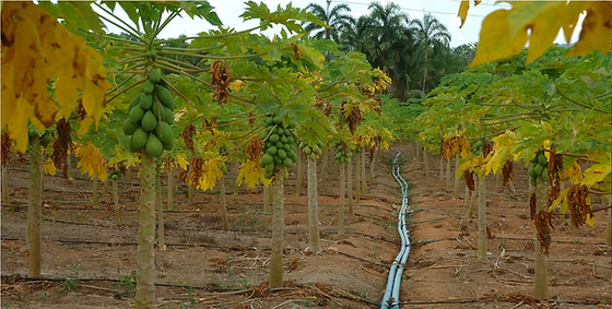 Irrigation pipe