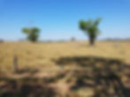 A few green trees growing in dry tan pasture. Clear blue sky in background.