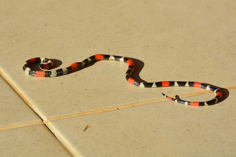 Striped snake on smooth tiled floor