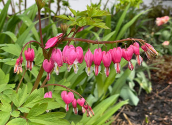 Garden design Maine
Landscape design Southern Maine
Garden installation Maine
Garden maintenance services Maine
Southern Maine gardening experts
Landscape architects Southern Maine
Maine garden landscaping
Southern Maine garden care
Professional gardeners Maine
Garden renovation services Maine
Southern Maine outdoor space design
Southern Maine garden planning
Sustainable gardening Maine
Southern Maine garden makeover
Seasonal garden maintenance Maine
Custom garden designs Southern Maine
Southern Maine landscape construction
Organic garden care Maine
Southern Maine gardener
Southern Maine residential landscaping
Saco Maine gardener
Saco Maine gardening company
Pollinator gardens
Butterfly gardens Maine
Native plant gardening
Maine vegetable garden
Sustainable landscape development
Organic gardening Maine
IPM Integrated Pest Management