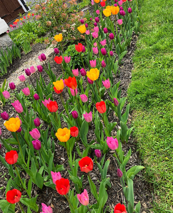 Garden design Maine
Landscape design Southern Maine
Garden installation Maine
Garden maintenance services Maine
Southern Maine gardening experts
Landscape architects Southern Maine
Maine garden landscaping
Southern Maine garden care
Professional gardeners Maine
Garden renovation services Maine
Southern Maine outdoor space design
Southern Maine garden planning
Sustainable gardening Maine
Southern Maine garden makeover
Seasonal garden maintenance Maine
Custom garden designs Southern Maine
Southern Maine landscape construction
Organic garden care Maine
Southern Maine gardener
Southern Maine residential landscaping
Saco Maine gardener
Saco Maine gardening company
Pollinator gardens
Butterfly gardens Maine
Native plant gardening
Maine vegetable garden
Sustainable landscape development
Organic gardening Maine
IPM Integrated Pest Management