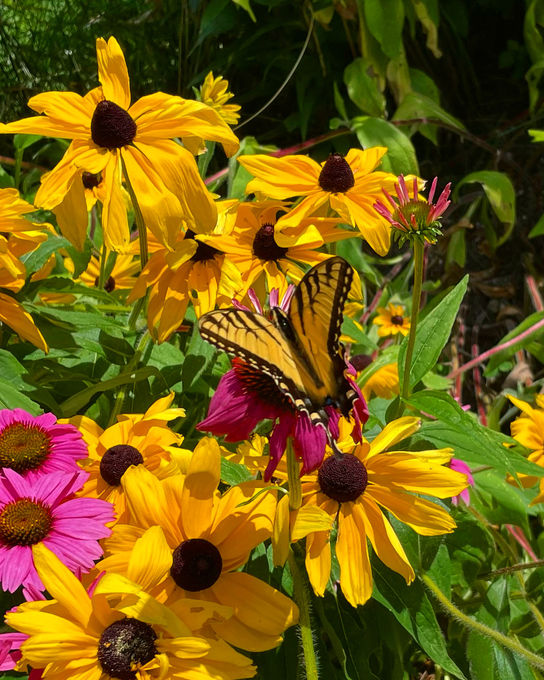 Garden design Maine
Landscape design Southern Maine
Garden installation Maine
Garden maintenance services Maine
Southern Maine gardening experts
Landscape architects Southern Maine
Maine garden landscaping
Southern Maine garden care
Professional gardeners Maine
Garden renovation services Maine
Southern Maine outdoor space design
Southern Maine garden planning
Sustainable gardening Maine
Southern Maine garden makeover
Seasonal garden maintenance Maine
Custom garden designs Southern Maine
Southern Maine landscape construction
Organic garden care Maine
Southern Maine gardener
Southern Maine residential landscaping
Saco Maine gardener
Saco Maine gardening company
Pollinator gardens
Butterfly gardens Maine
Native plant gardening
Maine vegetable garden
Sustainable landscape development
Organic gardening Maine
IPM Integrated Pest Management