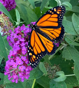 Garden design Maine
Landscape design Southern Maine
Garden installation Maine
Garden maintenance services Maine
Southern Maine gardening experts
Landscape architects Southern Maine
Maine garden landscaping
Southern Maine garden care
Professional gardeners Maine
Garden renovation services Maine
Southern Maine outdoor space design
Southern Maine garden planning
Sustainable gardening Maine
Southern Maine garden makeover
Seasonal garden maintenance Maine
Custom garden designs Southern Maine
Southern Maine landscape construction
Organic garden care Maine
Southern Maine gardener
Southern Maine residential landscaping
Saco Maine gardener
Saco Maine gardening company
Pollinator gardens
Butterfly gardens Maine
Native plant gardening
Maine vegetable garden
Sustainable landscape development
Organic gardening Maine
IPM Integrated Pest Management