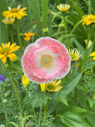 Garden design Maine
Landscape design Southern Maine
Garden installation Maine
Garden maintenance services Maine
Southern Maine gardening experts
Landscape architects Southern Maine
Maine garden landscaping
Southern Maine garden care
Professional gardeners Maine
Garden renovation services Maine
Southern Maine outdoor space design
Southern Maine garden planning
Sustainable gardening Maine
Southern Maine garden makeover
Seasonal garden maintenance Maine
Custom garden designs Southern Maine
Southern Maine landscape construction
Organic garden care Maine
Southern Maine gardener
Southern Maine residential landscaping
Saco Maine gardener
Saco Maine gardening company
Pollinator gardens
Butterfly gardens Maine
Native plant gardening
Maine vegetable garden
Sustainable landscape development
Organic gardening Maine
IPM Integrated Pest Management