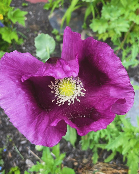 Garden design Maine
Landscape design Southern Maine
Garden installation Maine
Garden maintenance services Maine
Southern Maine gardening experts
Landscape architects Southern Maine
Maine garden landscaping
Southern Maine garden care
Professional gardeners Maine
Garden renovation services Maine
Southern Maine outdoor space design
Southern Maine garden planning
Sustainable gardening Maine
Southern Maine garden makeover
Seasonal garden maintenance Maine
Custom garden designs Southern Maine
Southern Maine landscape construction
Organic garden care Maine
Southern Maine gardener
Southern Maine residential landscaping
Saco Maine gardener
Saco Maine gardening company
Pollinator gardens
Butterfly gardens Maine
Native plant gardening 
Maine vegetable garden
Sustainable landscape development
Organic gardening Maine
IPM Integrated Pest Management 
