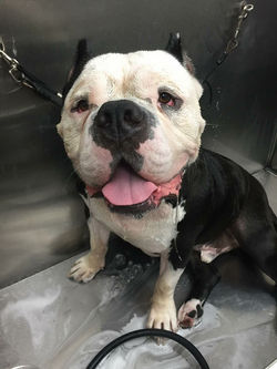 20449137_1499724970049453_735539226422566589_o