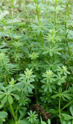 cleavers.jpg