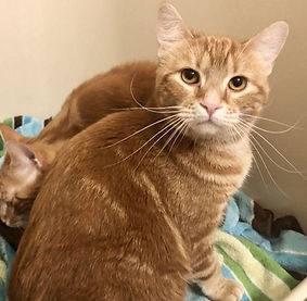 dandelion-cat-adoptable.jpg