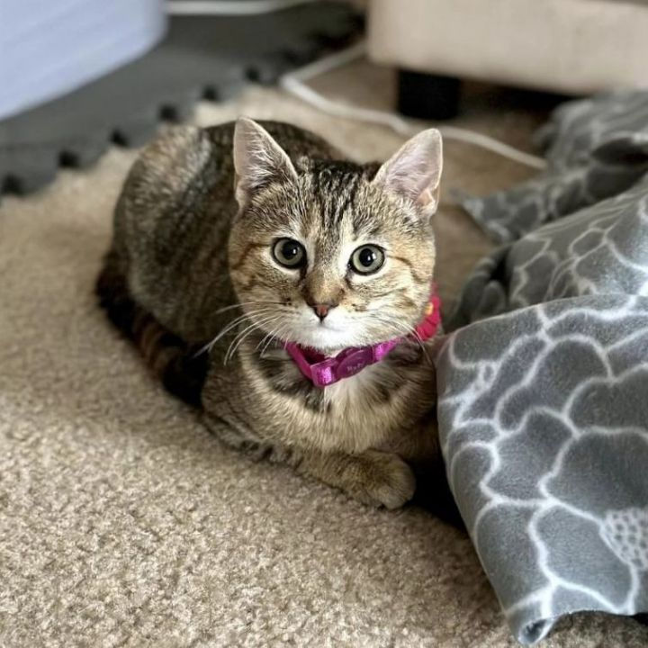 tootsie