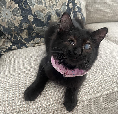 zuzu-kitten-adoptable-2.jpg