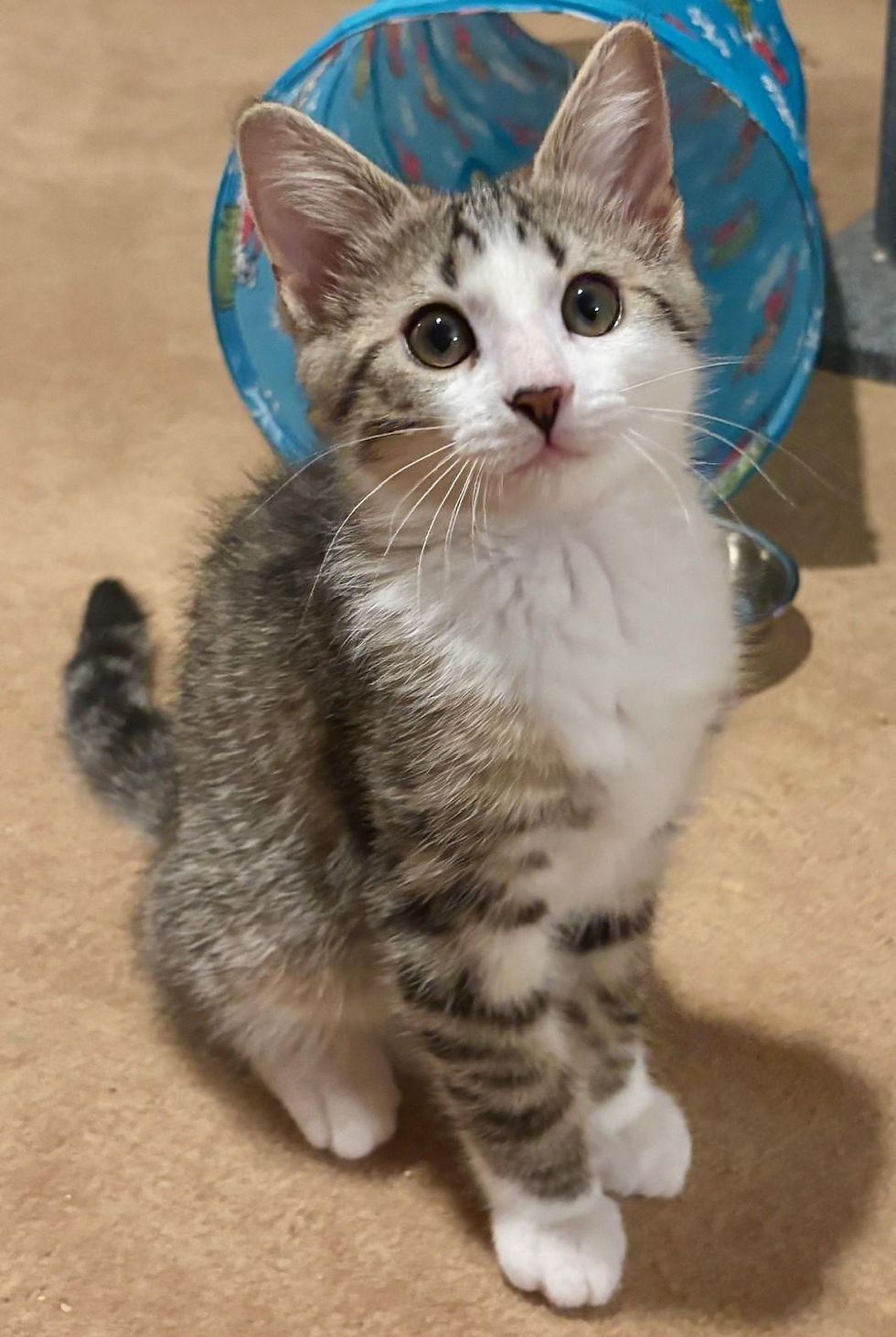 gumbo