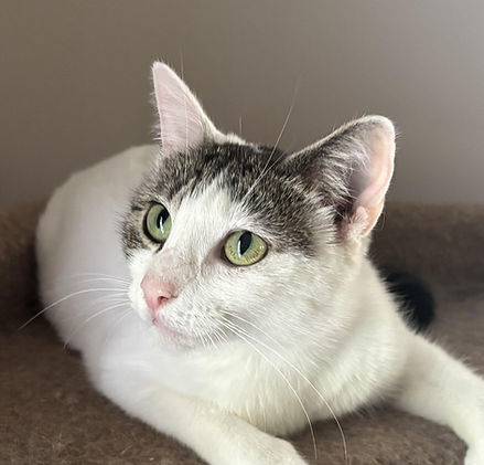 ellie-cat-adoptable.jpg