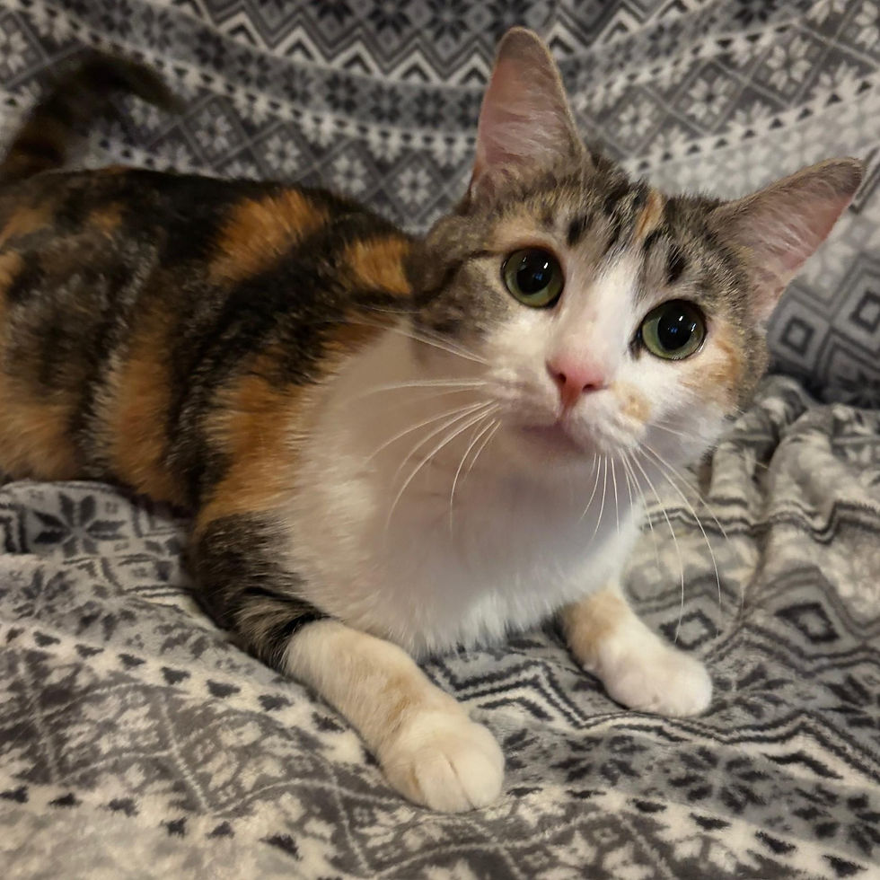 nova